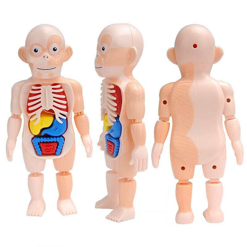 Body Discovery Montessori Toy