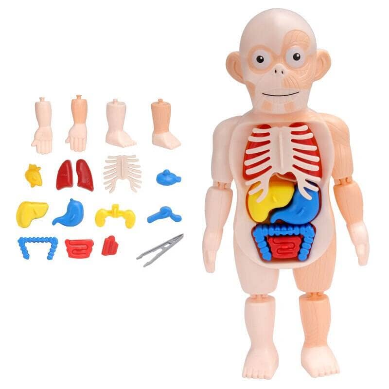 Body Discovery Montessori Toy