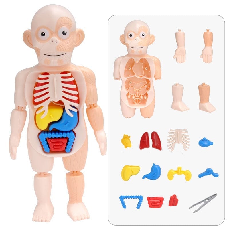 Body Discovery Montessori Toy