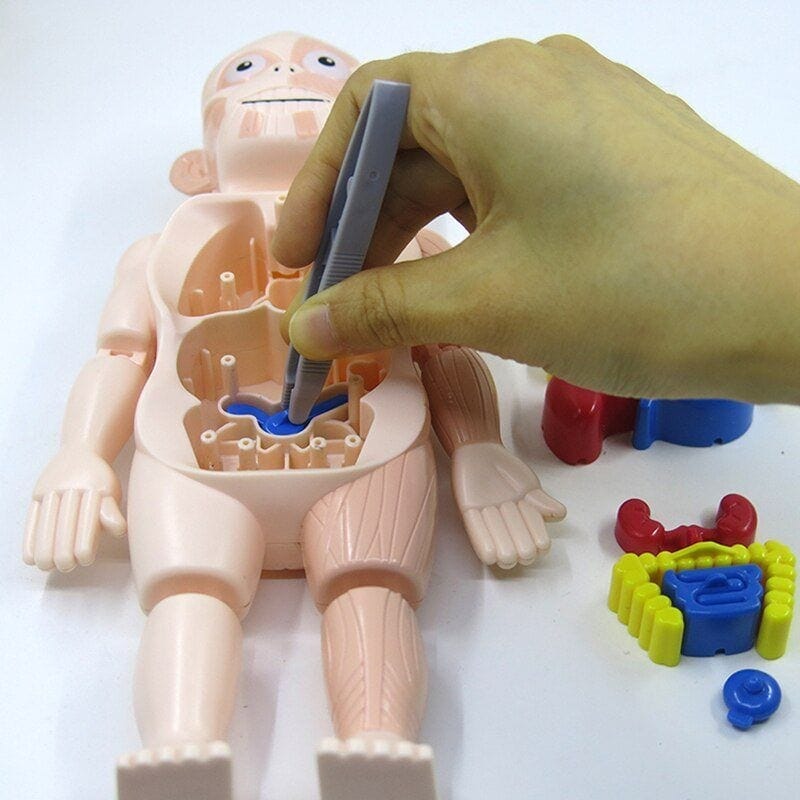 Body Discovery Montessori Toy