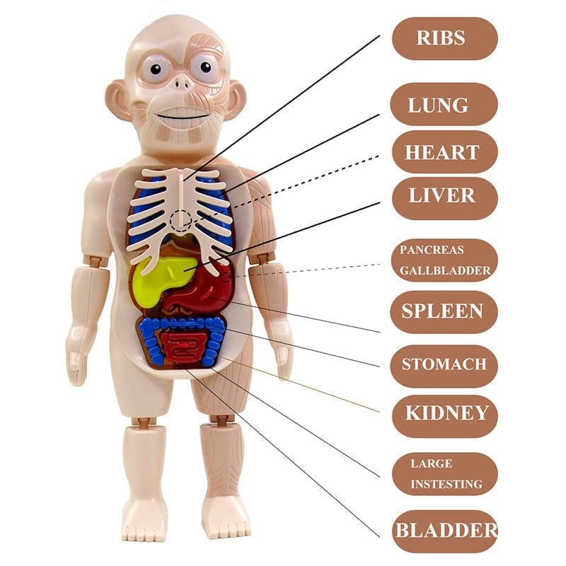 Body Discovery Montessori Toy