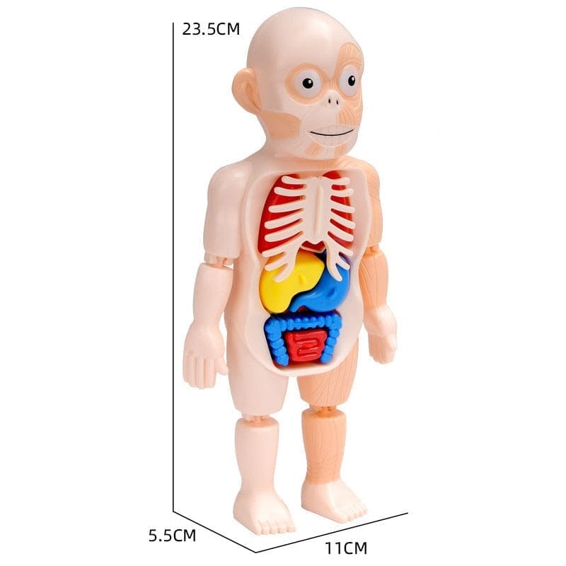 Body Discovery Montessori Toy